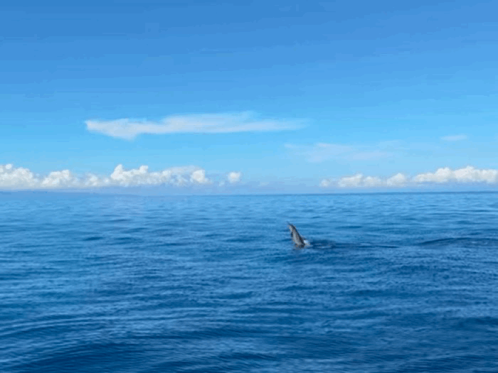aac04ee99d6353cb3f58f21b280be0c9_1757644122_6878.gif