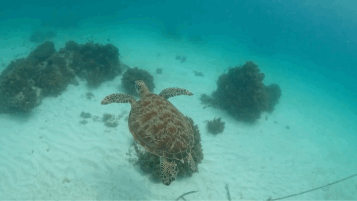 aac04ee99d6353cb3f58f21b280be0c9_1757644170_1892.gif